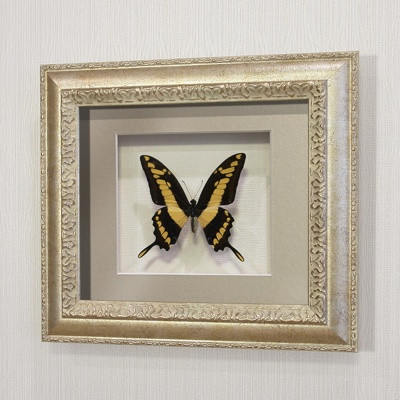 Бабочка Махаон Тоас, арт: 136с