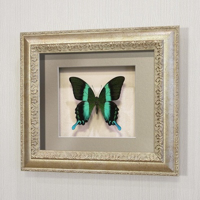 Бабочка Парусник красоты и стиля или Кавалер Блюмей, арт: 23с
