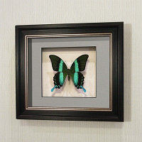 Бабочка Парусник красоты и стиля или Кавалер Блюмей, арт: 23в
