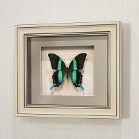 Бабочка Парусник красоты и стиля или Кавалер Блюмей, арт: 23а
