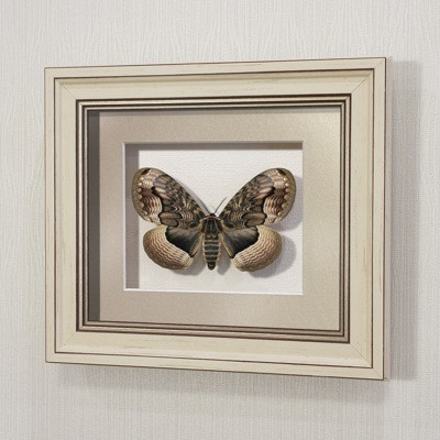 Бабочка Брамея Реликтовая, арт.: 103а