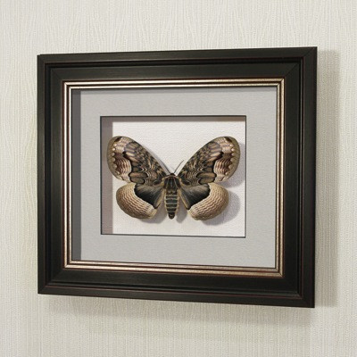 Бабочка Брамея Реликтовая, арт.: 103в