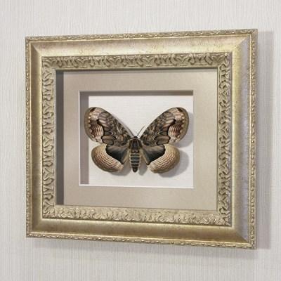 Бабочка Брамея Реликтовая, арт.: 103с