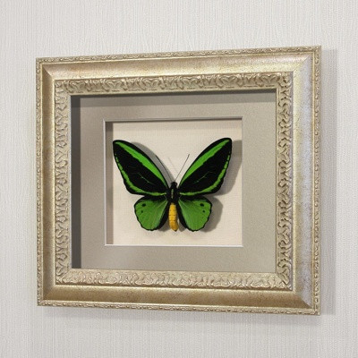 Бабочка Птицекрылка Приам, арт: 16с