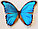 Бабочка Морфо счастья или Дидиус, арт: 53в, фото 2