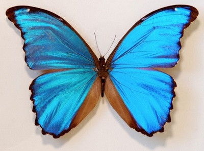Бабочка Морфо счастья или Дидиус, арт: 53а - фото 2 - id-p42466554