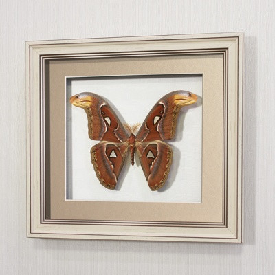 Бабочка Павлиноглазка Атлас (самка), арт.:196а