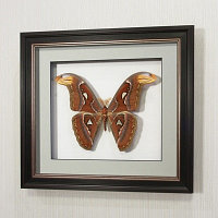 Бабочка Павлиноглазка Атлас (самка), арт.:196в