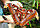 Бабочка Павлиноглазка Атлас (самка), арт.:196в, фото 2