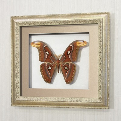 Бабочка Павлиноглазка Атлас (самка), арт.: 196с