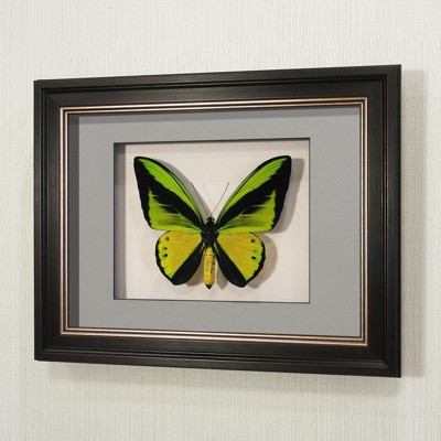 Бабочка Птицекрылка Голиаф (самец), арт: 14в