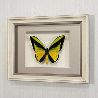 Бабочка Птицекрылка Голиаф (самец), арт: 14а