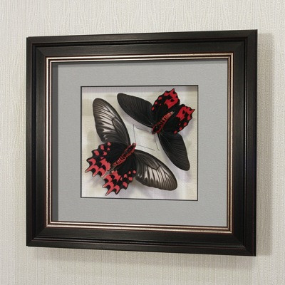 Картина-панно Бабочки "Воплощение Танго" или Атрофанейра семпера, арт.: 12-112в