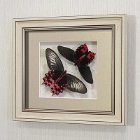Картина-панно Бабочки "Воплощение Танго" или Атрофанейра семпера, арт.: 12-112а