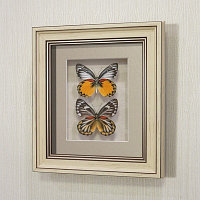 Картина-панно Бабочки Золотые белянки, арт.: 79а