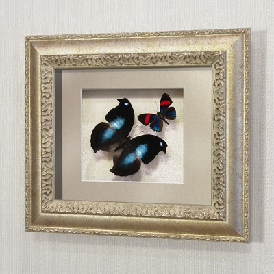 Бабочки Листовидка Напеоклес и Летающий самоцвет, арт.: 171с