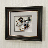 Бабочки Жемчужница Шренка и голубянка Данис, арт.: 170в