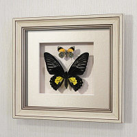 Бабочки Троидес Радамант (самка) и летающий самоцвет, арт.: 142а