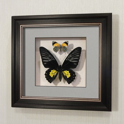 Бабочки Троидес Радамант (самка) и летающий самоцвет, арт.: 142в