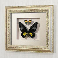 Бабочки Троидес Радамант (самка) и летающий самоцвет, арт.: 142с