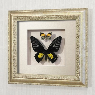 Бабочки Троидес Радамант (самка) и летающий самоцвет, арт.: 142с