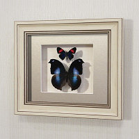Бабочки Листовидка Напеоклес и летающий самоцвет, арт.: 171а-2