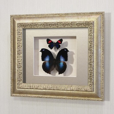 Бабочки Листовидка Напеоклес и летающий самоцвет, арт.: 171с-2
