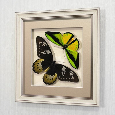 Бабочки Птицекрылка Голиаф (самец и самка), арт.: 14-118а - фото 1 - id-p67337011