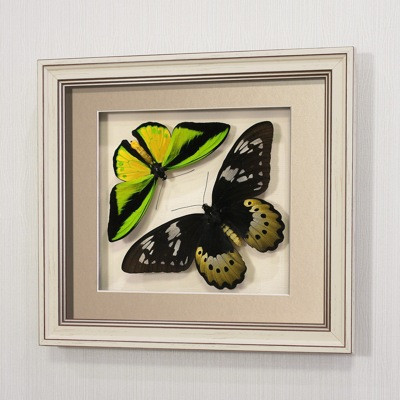 Бабочки Птицекрылка Голиаф (самец и самка), арт.: 14-118а - фото 2 - id-p67337011