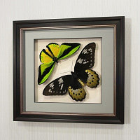 Бабочки Птицекрылка Голиаф (самец и самка), арт.: 14-118в