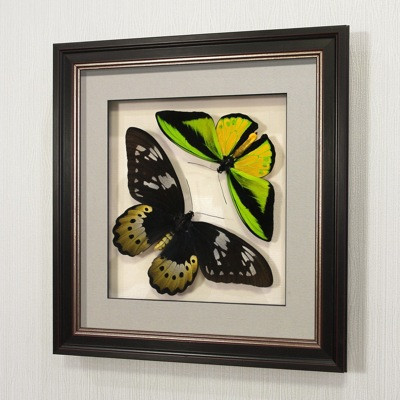 Бабочки Птицекрылка Голиаф (самец и самка), арт.: 14-118в - фото 2 - id-p67337012