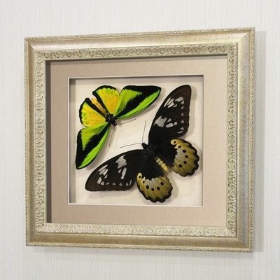 Бабочки Птицекрылка Голиаф (самец и самка), арт.: 14-118с