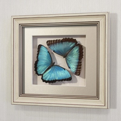 Бабочки Счастья Морфо Пелей (самец и самка), арт.: 48-51а-2