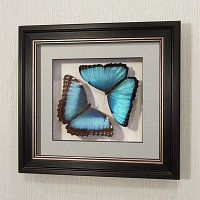 Бабочки Счастья Морфо Пелей (самец и самка), арт.: 48-52в-2