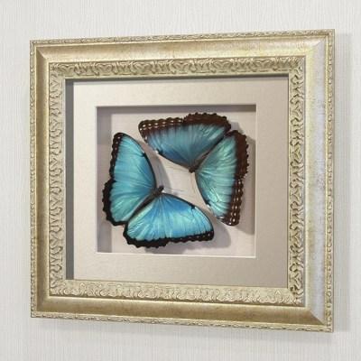 Бабочки Счастья Морфо Пелей (самец и самка), арт.: 48-53с-2