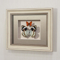 Бабочки Жемчужница Шренка и Огненный червонец, арт.: 170а-2