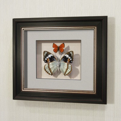 Бабочки Жемчужница Шренка и Огненный червонец, арт.: 170в-2