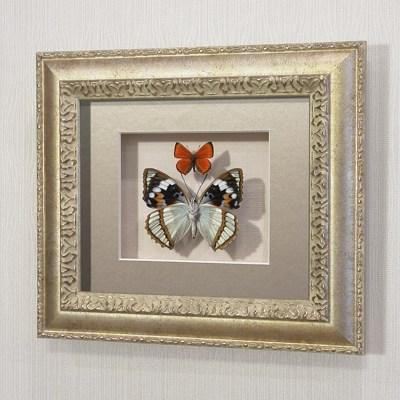 Бабочки Жемчужница Шренка и Огненный червонец, арт.: 170с-2