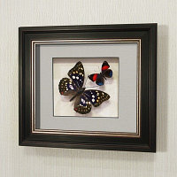 Бабочки "Японский Император" и Летающий Самоцвет, арт.: 178в