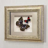 Бабочки "Японский Император" и Летающий Самоцвет, арт.: 178с