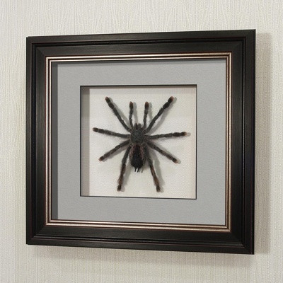 Картина-панно Паук-птицеед или гигантский тарантул, арт.: П2в