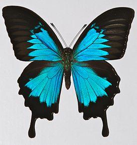 Бабочка Парусник ума или Улисс, арт: 38а - фото 2 - id-p42023740