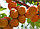 Саженцы абрикоса Знаходка, фото 3