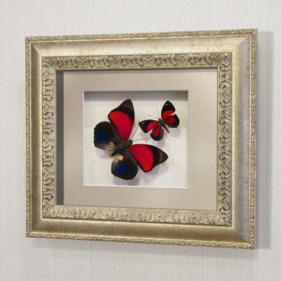 Бабочки Агриас Лугенс и Летающий Самоцвет, арт.: 72с