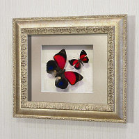 Бабочки Агриас Лугенс и Летающий Самоцвет, арт.: 72с