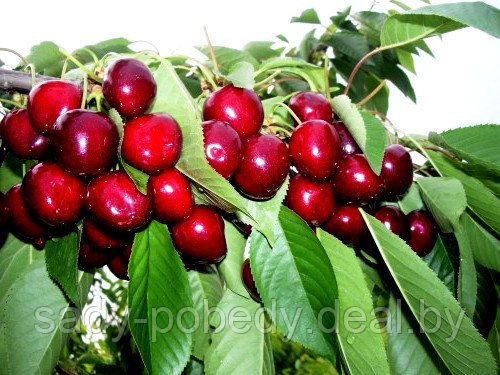 Саженцы плодовых деревьев "Тургеневка" - фото 3 - id-p10297743