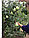 Саженцы плодовых деревьев Саженцы груши"Большая летняя", фото 4