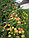 Саженцы ягодных культур сливы диплоидная "Мара", фото 2