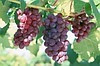 Саженцы ягодных культур виноград - фото 2 - id-p10297788