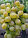 Саженцы ягодных культур виноград, фото 3